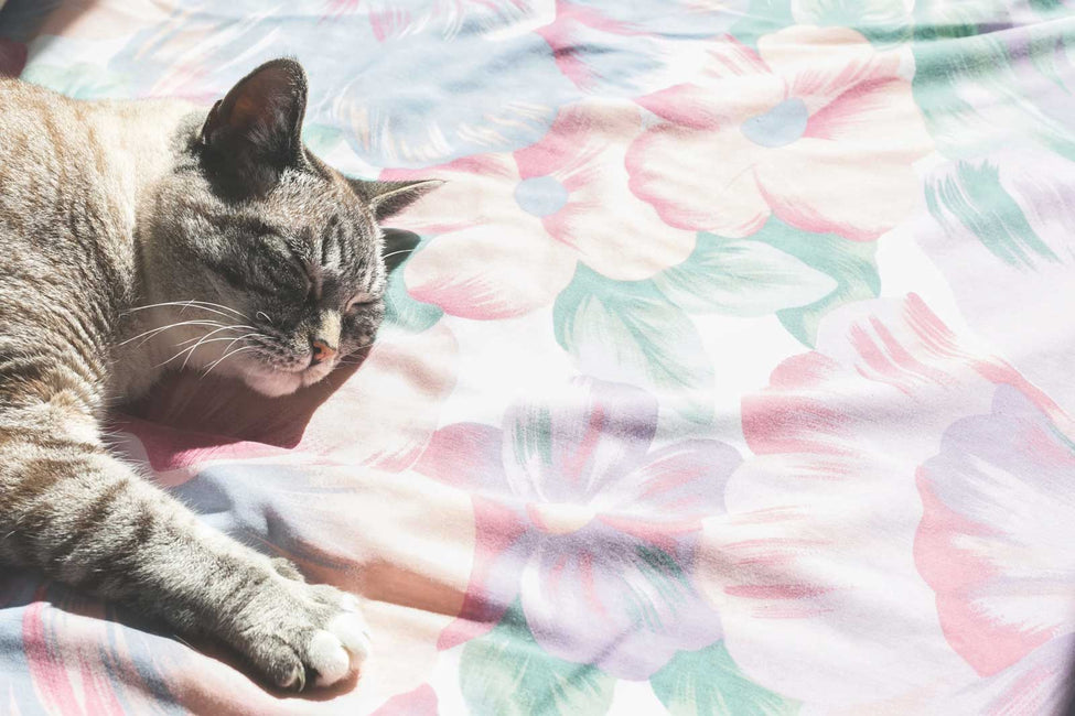 Sleep Hygiene Tips