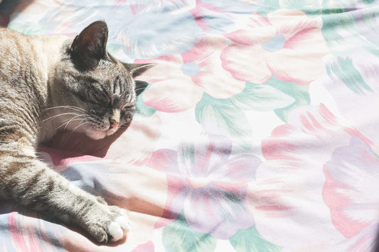 Sleep Hygiene Tips