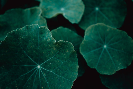Centella Asciatica the wonder ingredients