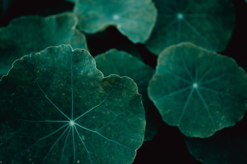 Centella Asciatica the wonder ingredients